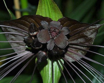 Tacca chantrieri Flor de murciélago negro 5 semillas - Etsy España Tacca chantrieri Flor de murciélago negro 5 semillas - Etsy España