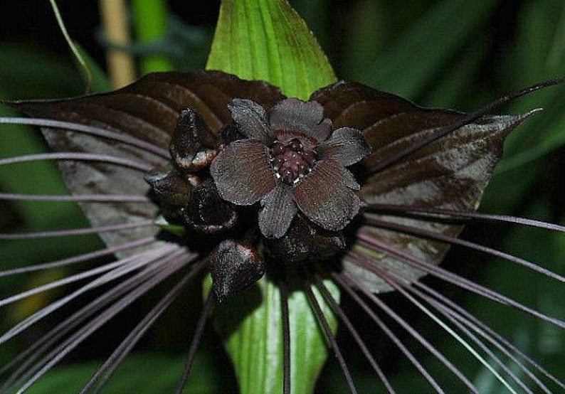 Tacca chantrieri, Black Bat Flower, 5 fresh seeds, tall black blossoms, tropical garden, zone 10 to 11, houseplant, greenhouse, goth garden image 3