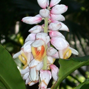 Kat Ginger, Alpinia katsumadai, 5 rare seeds, Thai spice, tasty roots, partial shade, zones 8 to 10, showy blooms image 4