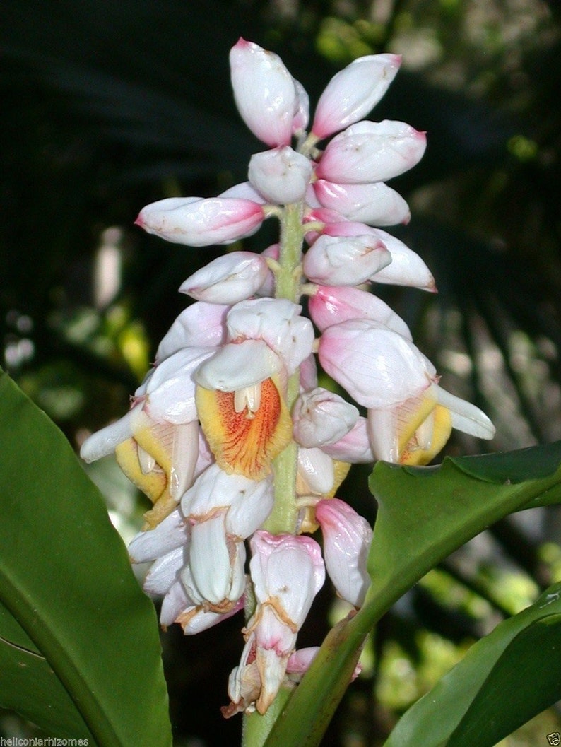 Kat Ginger, Alpinia katsumadai, 5 rare seeds, Thai spice, tasty roots, partial shade, zones 8 to 10, showy blooms image 4