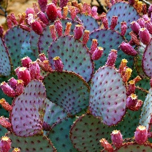 Opuntia Santa Rita Cactus, 10 seeds, purple pads, yellow flowers, magenta fruit, Opuntia violacea, drought tolerant, ornamental cactus image 2