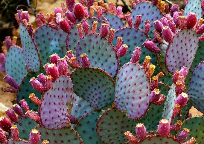 Opuntia Santa Rita Cactus, 10 seeds, purple pads, yellow flowers, magenta fruit, Opuntia violacea, drought tolerant, ornamental cactus image 2