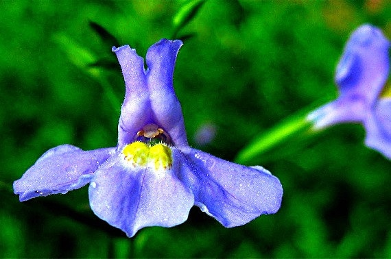 Blue Monkeyflower, Mimulus Ringens, 200 Seeds, Woodland Wildflower ...