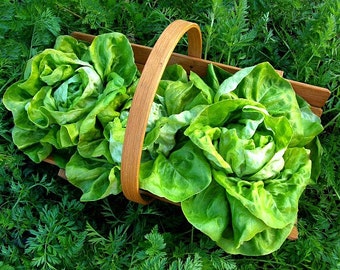 Tom Thumb Lettuce, mini butterhead, 100 heirloom seeds, non GMO, patio garden, container size, Monticello favorite, farmers markets