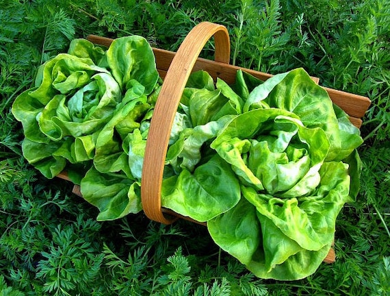 The 15 Best Gardening Gifts for Grandma - Lettuce Grow Something
