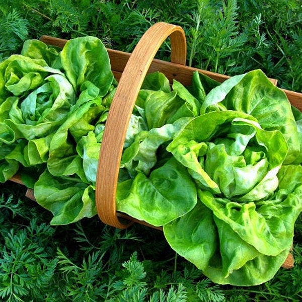 Tom Thumb Lettuce, mini butterhead, 100 heirloom seeds, non GMO, patio garden, container size, Monticello favorite, farmers markets