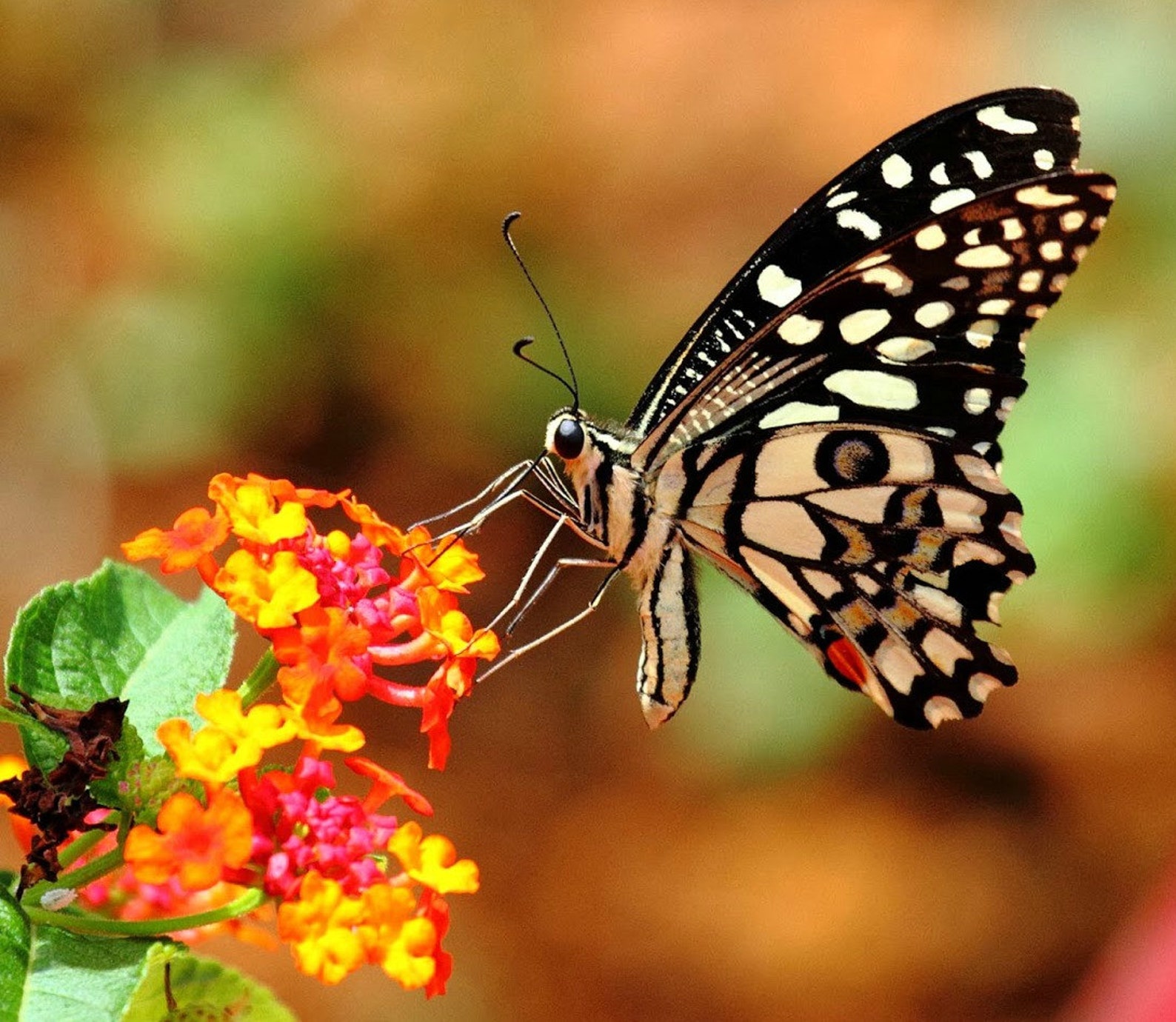 Бабочки в москве где. Papilio demoleus. Бабочки. Популярные бабочки. Происхождение бабочки.