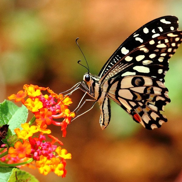 Butterfly Garden Collection, five species, 125 heirloom seeds, Milkweeds, Asclepias, Passionflower, Morning Glories, Monarchs