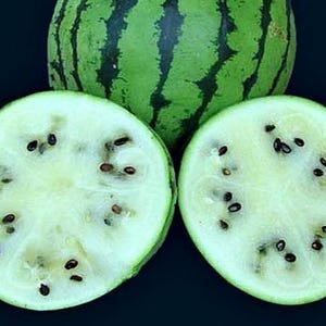 White Watermelon Sweet Siberian, Japanese heirloom, rare seeds, super sweet, ice box size, short season, cool climate, patio garden size