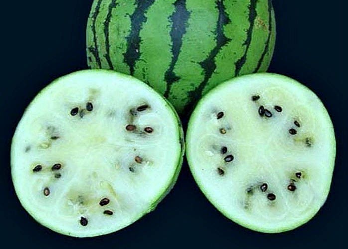 White Watermelon Sweet Siberian Japanese Heirloom Rare | Etsy