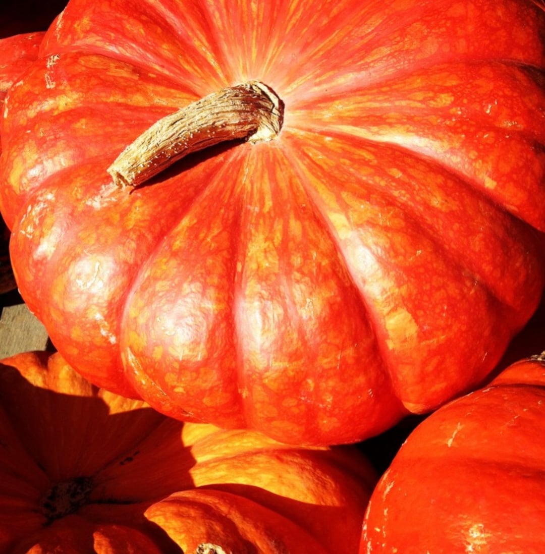 Rouge Vif D'Etampes, Cinderella Pumpkins - Smart Seeds Emporium