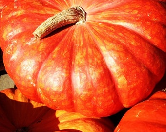 Rouge Vif d'Étampes, héritage français, citrouille de Cendrillon, 10 graines, favori de l'automne, polyvalent