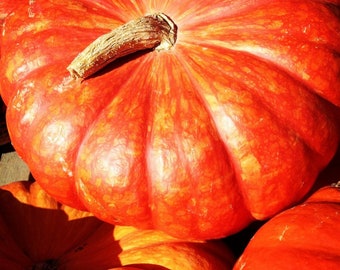 Rouge Vif d'Etampes, French Heirloom, Cinderella pumpkin, 10 seeds, Autumn favorite, versatile