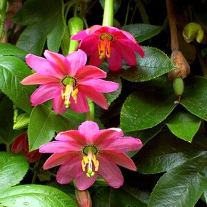 Passiflora mollissima, 10 seeds, Banana Passion Fruit, pink blooms, delicious fruit, cold hardy passion flower, container plant, image 3