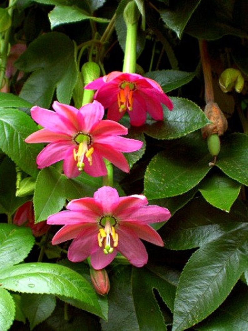 Passiflora mollissima, 10 seeds, Banana Passion Fruit, pink blooms, delicious fruit, cold hardy passion flower, container plant, image 3