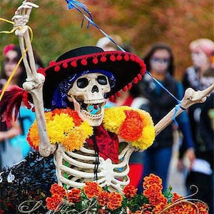 Day of the Dead Marigold - Tagetes erecta Dia de los muertes flowers, 20 seeds
