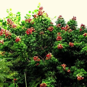 Black Pearl Tree, Majidea zangueberica, 5 seeds, Mgambo, showy tree, zones 9 to 11, houseplant, bonsai, exotic beads image 3