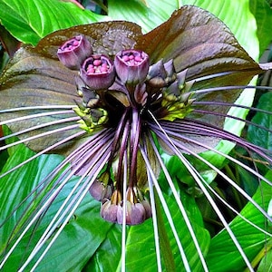 Tacca chantrieri, Black Bat Flower, 5 fresh seeds, tall black blossoms, tropical garden, zone 10 to 11, houseplant, greenhouse, goth garden image 1