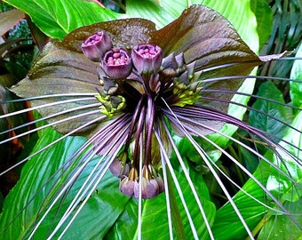 Puede incluir: Primer plano de una flor de color púrpura oscuro con largos y delgados zarcillos negros. La flor tiene una apariencia única, similar a la de una araña.