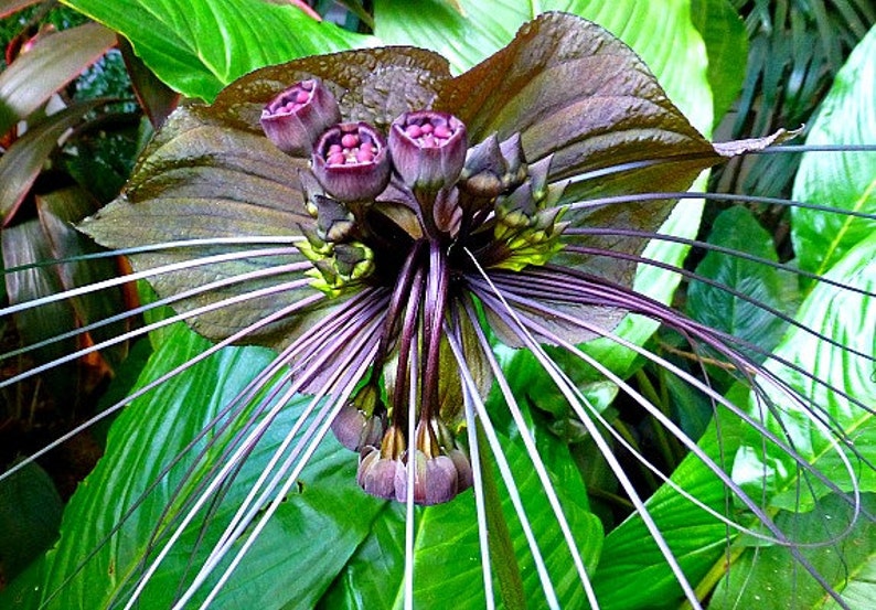 Tacca chantrieri, Black Bat Flower, 5 fresh seeds, tall black blossoms, tropical garden, zone 10 to 11, houseplant, greenhouse, goth garden image 1