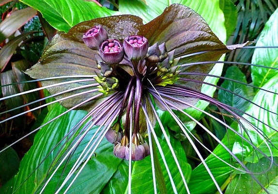 Tacca Chantrieri, Black Bat Flower, 5 Fresh Seeds, Tall Black
