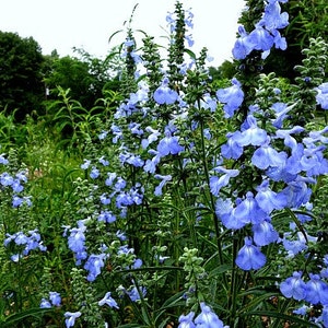 Blue Prairie Sage, Salvia azurea, 15 seeds, fluffy blooms, sweet fragrance, cold hardy, drought tolerant, zones 5 to 10, butterfly garden image 4