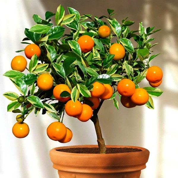Graines de calamondin, agrumes miniatures, 10 graines fraîches, fruit acidulé, fleurs parfumées, plante d'intérieur voyante, zones de jardin 9 à 11, fabuleux bonsaï