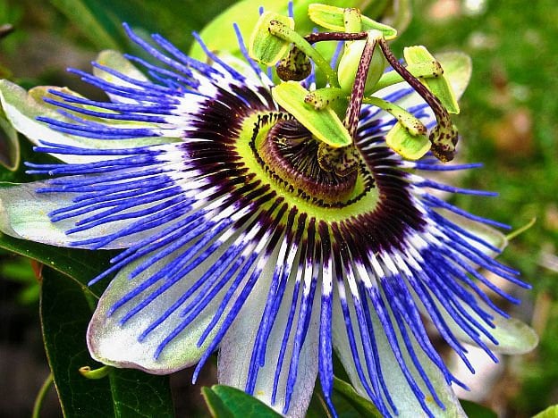 Blue Passion Flower Vine 10 Seeds Passiflora Caerulea Etsy Blue Passion Flower Vine 10 Seeds Passiflora Caerulea Etsy