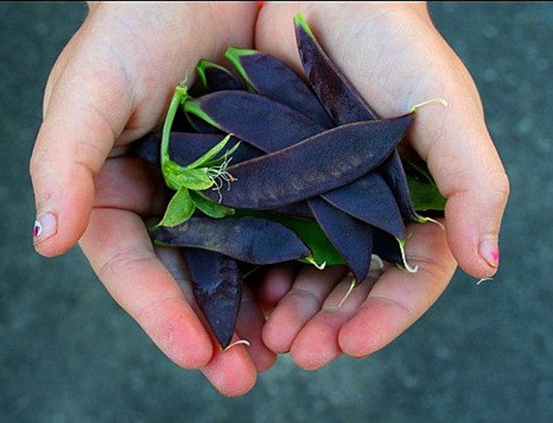 Blauwschokkers Purple Podded Peas, 15 heirloom seeds, non GMO, pink flowers, purple pods, cool weather crop, kids garden Bild 4