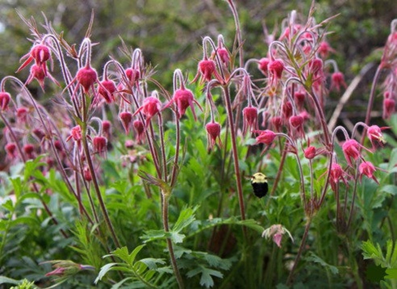 Prairie Smoke, 20 seeds, Geum trifolium, prairie wildflower, crazy seed pods, zones 3 to 8, drought tolerant, rock garden, year round beauty image 4