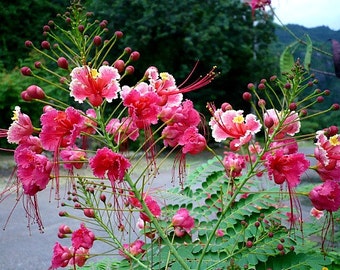 Pride of Barbados, pink blooms, Caesalpinia rosea, 5 rare seeds, small showy tree, drought tolerant, zone 8 to 11, fast grower, gorgeous