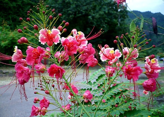 Pride Of Barbados Pink Blooms Caesalpinia Rosea 5 Rare Etsy Pride Of Barbados Pink Blooms Caesalpinia Rosea 5 Rare Etsy