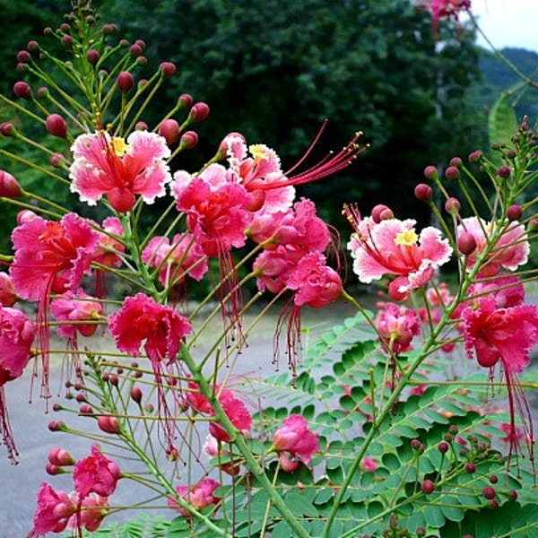 Pride of Barbados, pink blooms, Caesalpinia rosea, 5 rare seeds, small showy tree, drought tolerant, zone 8 to 11, fast grower, gorgeous
