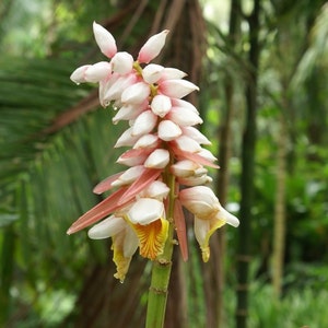 Kat Ginger, Alpinia katsumadai, 5 rare seeds, Thai spice, tasty roots, partial shade, zones 8 to 10, showy blooms Bild 5