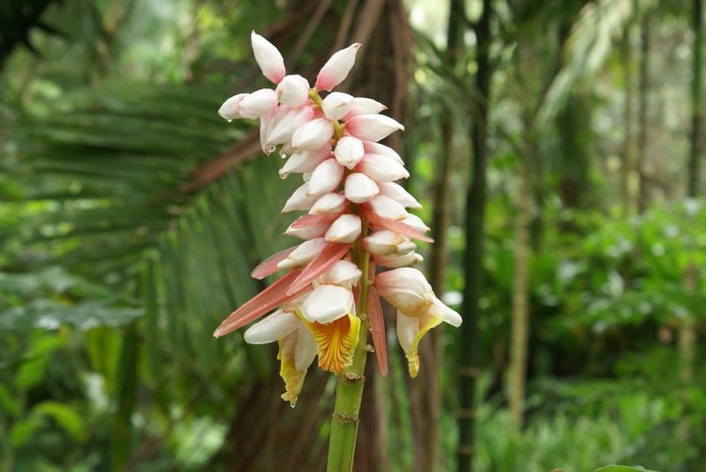 Kat Ginger, Alpinia katsumadai, 5 rare seeds, Thai spice, tasty roots, partial shade, zones 8 to 10, showy blooms image 5