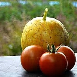 Lemon Cucumber, crisp tasty heirloom, 10 seeds, easy to grow, very productive, bushy plants, short season, non GMO