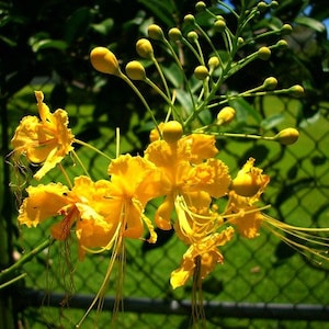 Caesalpinia mexicana, Mexican Bird of Paradise, 10 seeds, yellow blooms, feathery foliage, loves heat, drought tolerant, tree or shrub