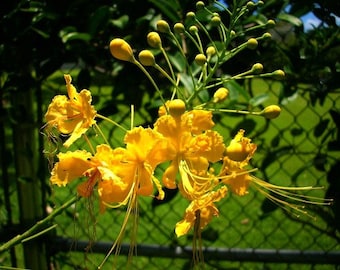 Caesalpinia mexicana, Mexican Bird of Paradise, 10 seeds, yellow blooms, feathery foliage, loves heat, drought tolerant, tree or shrub