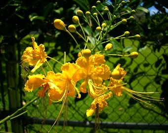 Caesalpinia mexicana, Mexican Bird of Paradise, 10 seeds, yellow blooms, feathery foliage, loves heat, drought tolerant, tree or shrub