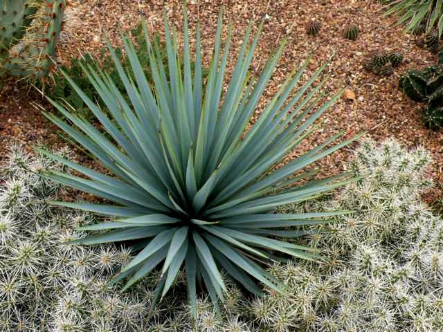 Yucca Collection Mix, 15 Seeds, 8 Showy Species, Cold Hardy