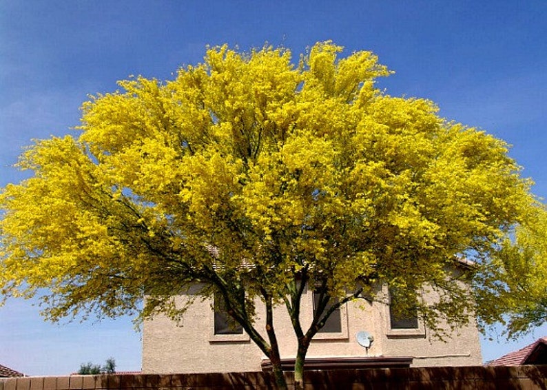Palo Verde Tree Cercidium floridium showy tree yellow Etsy