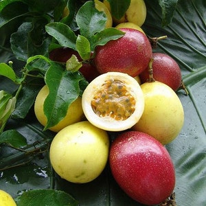 Passiflora Flavicarpa Lilikoi – 10 Seeds – Yellow Passion Fruit – Perennial – Georgiavines
