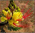 Caesalpinia gilliesii, Desert Bird of Paradise, 5 seeds, small desert tree, showy yellow blooms, sun or shade, drought tolerant