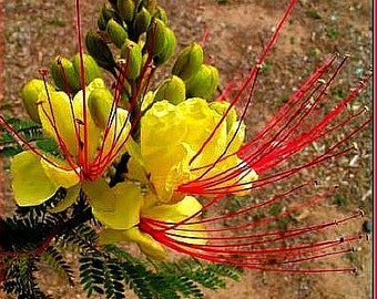 Caesalpinia gilliesii, Desert Bird of Paradise, 5 seeds, small desert tree, showy yellow blooms, sun or shade, drought tolerant