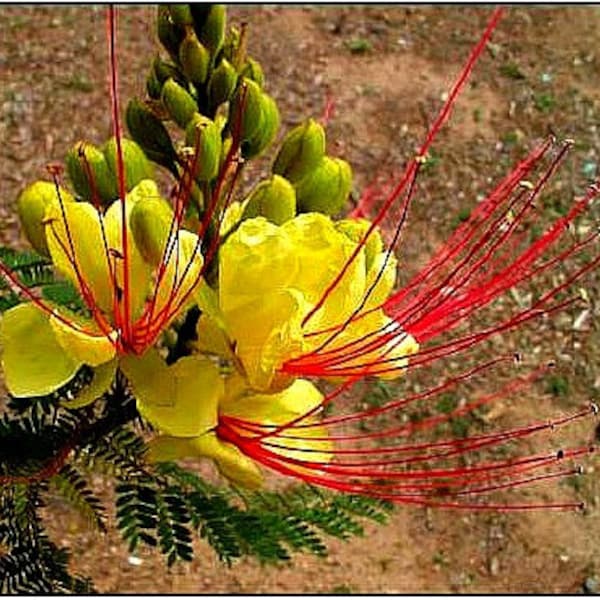 Caesalpinia gilliesii, Desert Bird of Paradise, 5 seeds, small desert tree, showy yellow blooms, sun or shade, drought tolerant