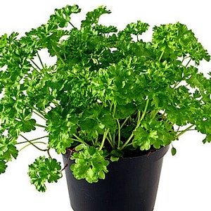 Windowsill Herb Garden Collection, six spices, 1000 seeds, easy indoors, great hostess gift, Sage, Parsley, Thyme, and more image 2
