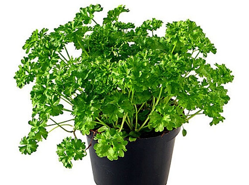 Windowsill Herb Garden Collection, six spices, 1000 seeds, easy indoors, great hostess gift, Sage, Parsley, Thyme, and more image 2