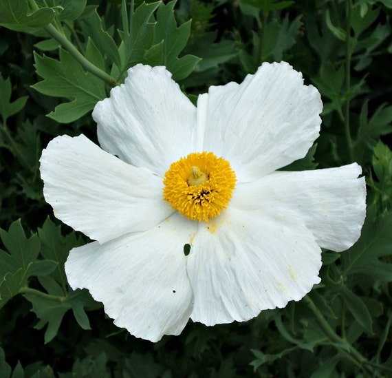 Matilija Mohnblume Gebratenes Ei Mohn 25 Samen Romneya Etsy