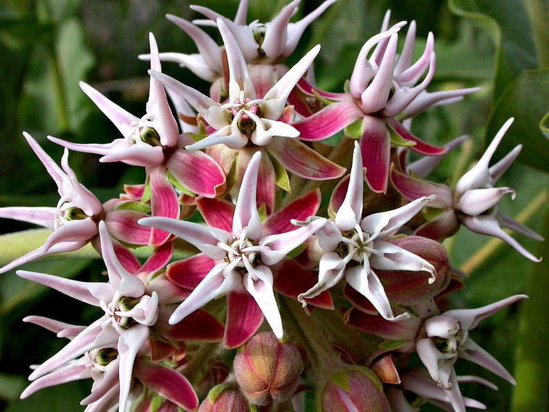 Asclepias speciosa, Showy Milkweed, 25 seeds, butterfly garden, showy pink blooms, cold hardy, zones 3 to 9, drought tolerant, easy to grow image 2