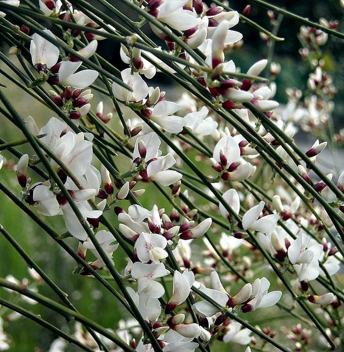 Bridal Veil Broom Genista monosperma 10 rare seeds Etsy